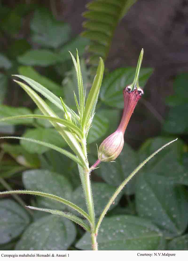 Ceropegia mahabalei Hemadri & Ansari